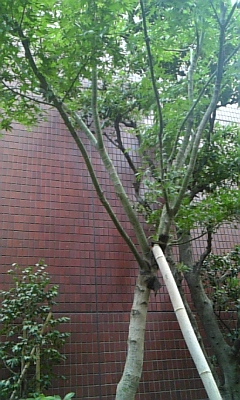 写真１.JPG